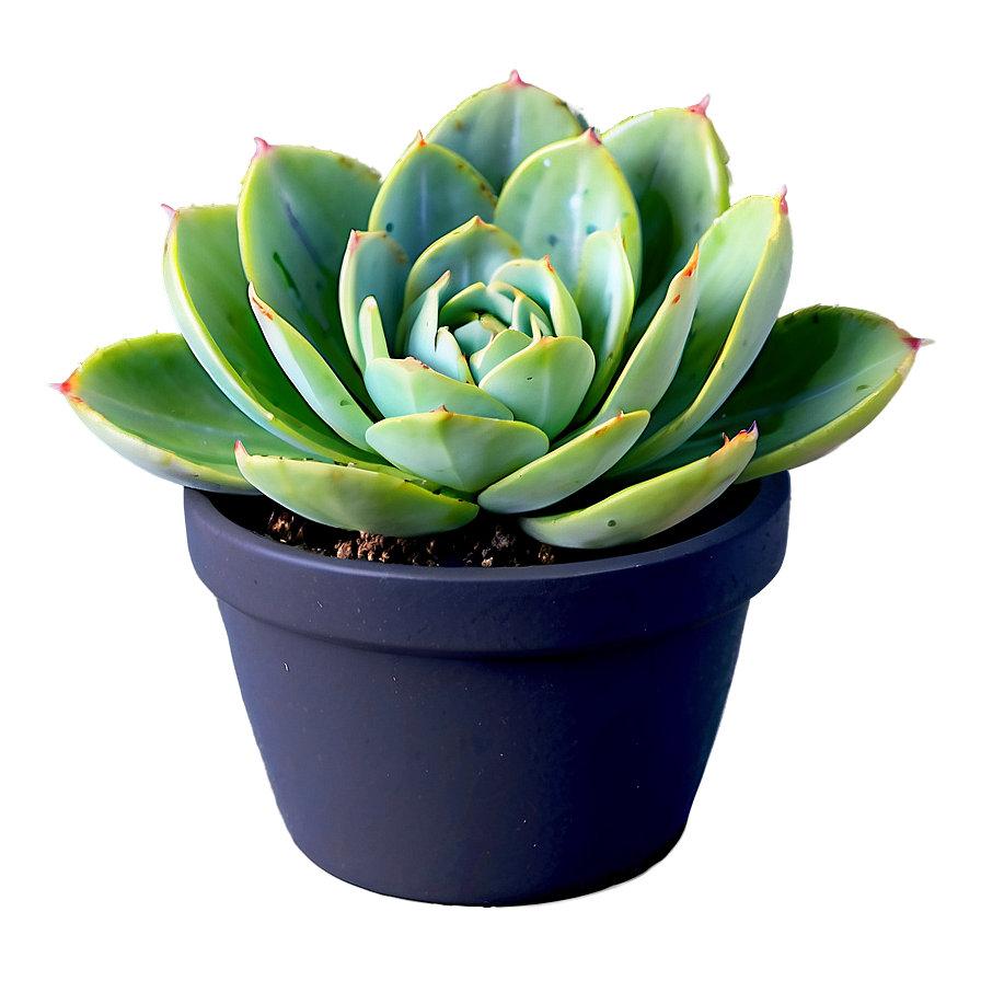 Variegated Succulent Png 20 PNG Image