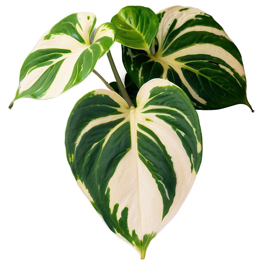 Variegation Preservation In Pothos Png 95 PNG Image