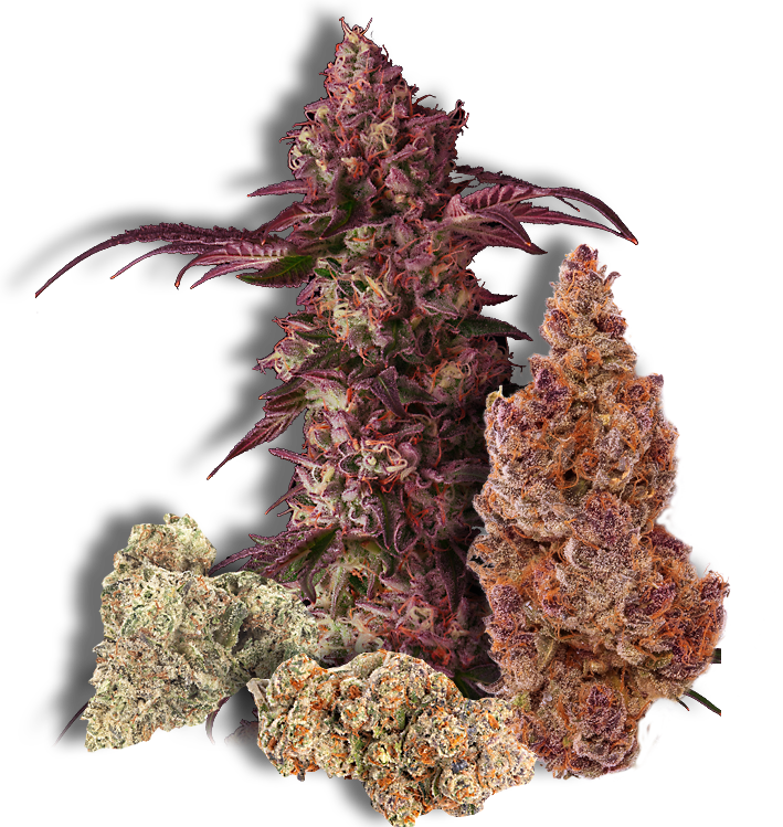 Varietiesof Cannabis Buds PNG Image