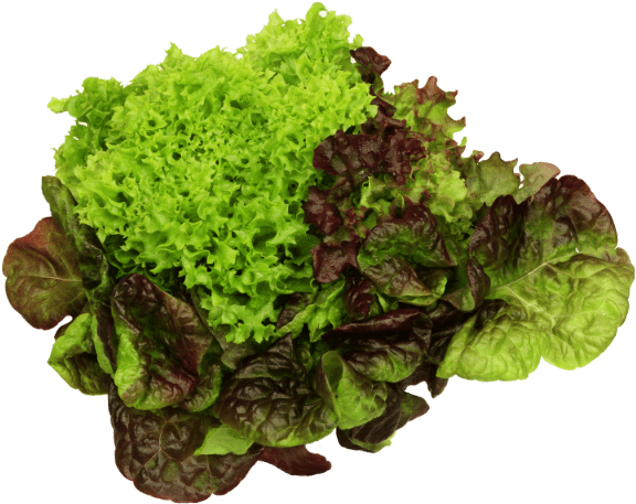 Varietiesof Lettuce PNG Image