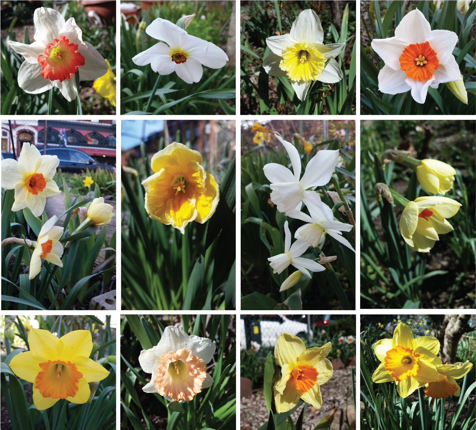 Varietiesof Narcissus Flowers PNG Image