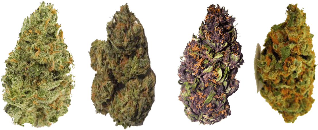 Variety Cannabis Buds PNG Image