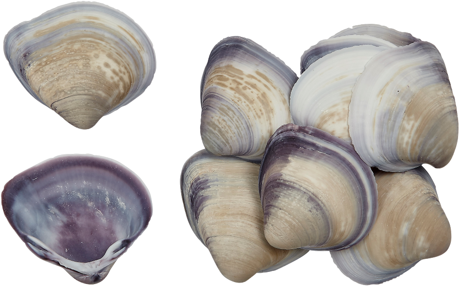 Varietyof Clam Shells PNG Image