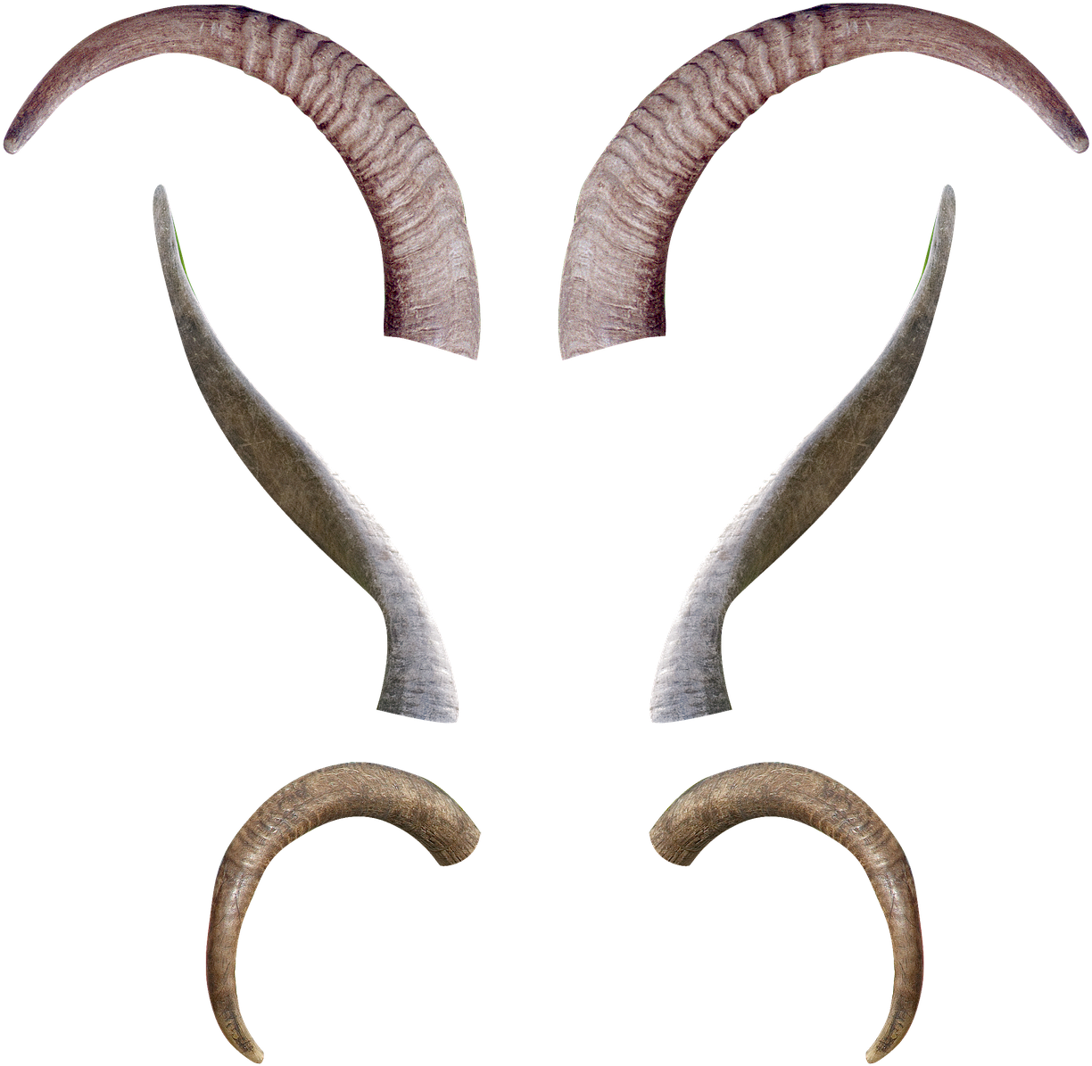 Varietyof Goat Horns PNG Image