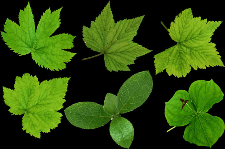 Varietyof Green Leaveson Black Background.jpg PNG Image