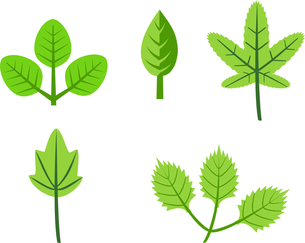 Varietyof Herbal Leaves Illustration PNG Image