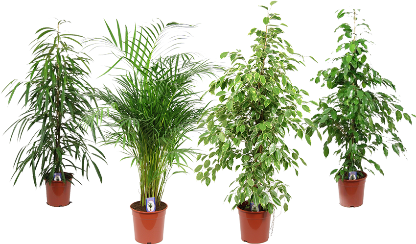 Varietyof Indoor Potted Plants PNG Image