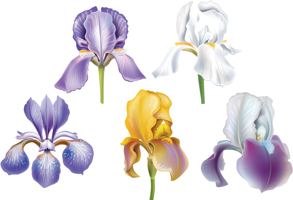 Varietyof Irises Illustration PNG Image