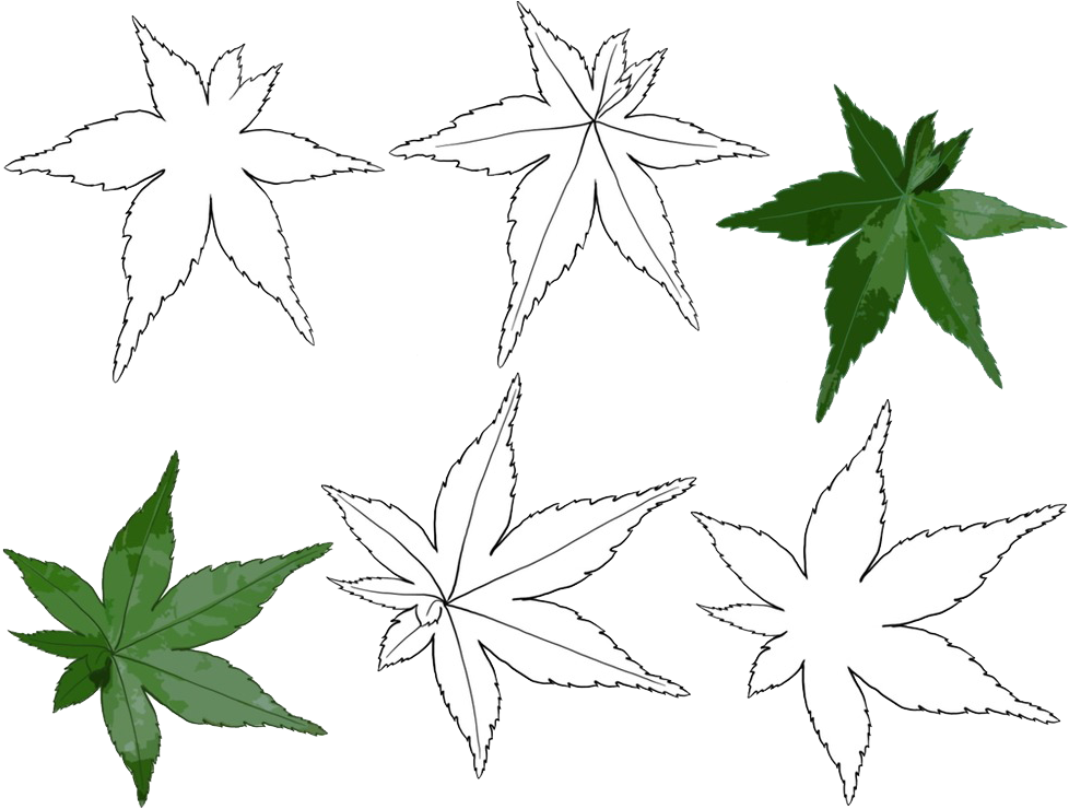 Varietyof Leaves Illustration PNG Image