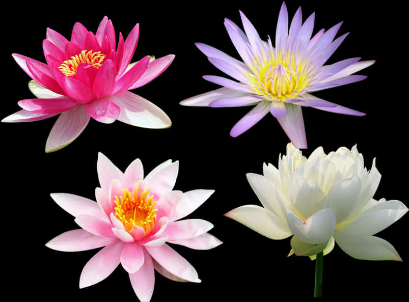 Varietyof Lotus Flowers PNG Image