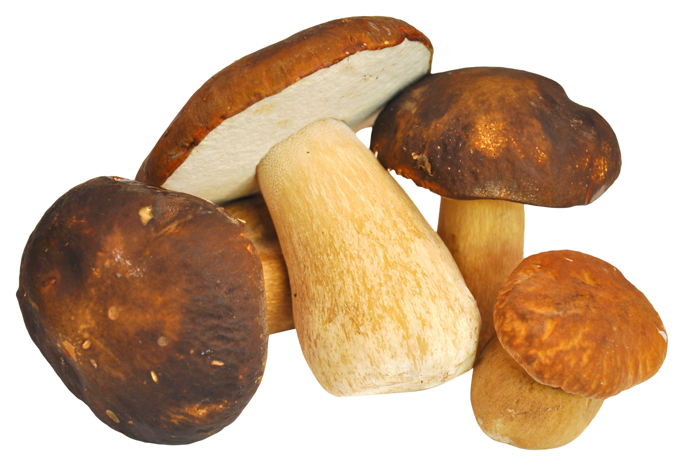 Varietyof Mushrooms Isolated PNG Image