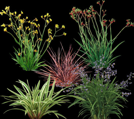 Varietyof Ornamental Grasses PNG Image