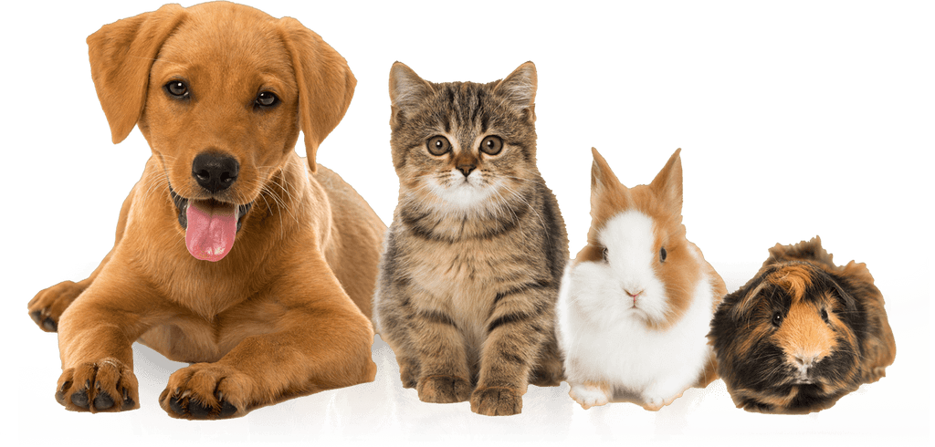 Varietyof Pets Together PNG Image