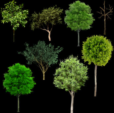 Varietyof Trees Collection PNG Image