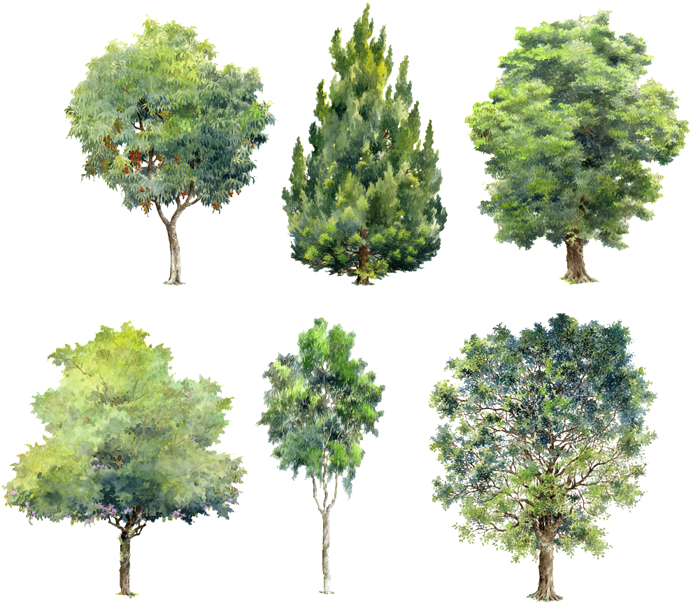 Varietyof Trees Watercolor Illustrations PNG Image