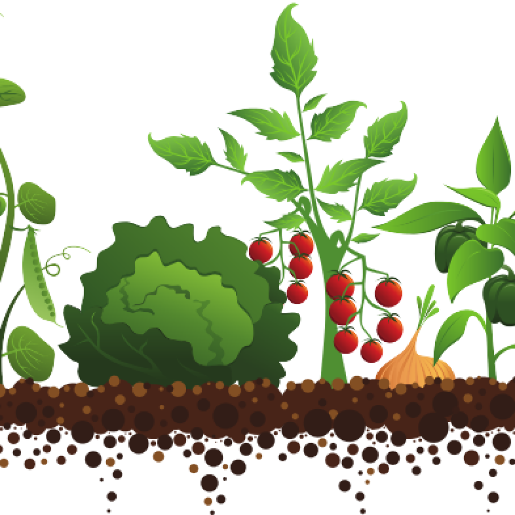 Vegetable Garden Illustration PNG Image