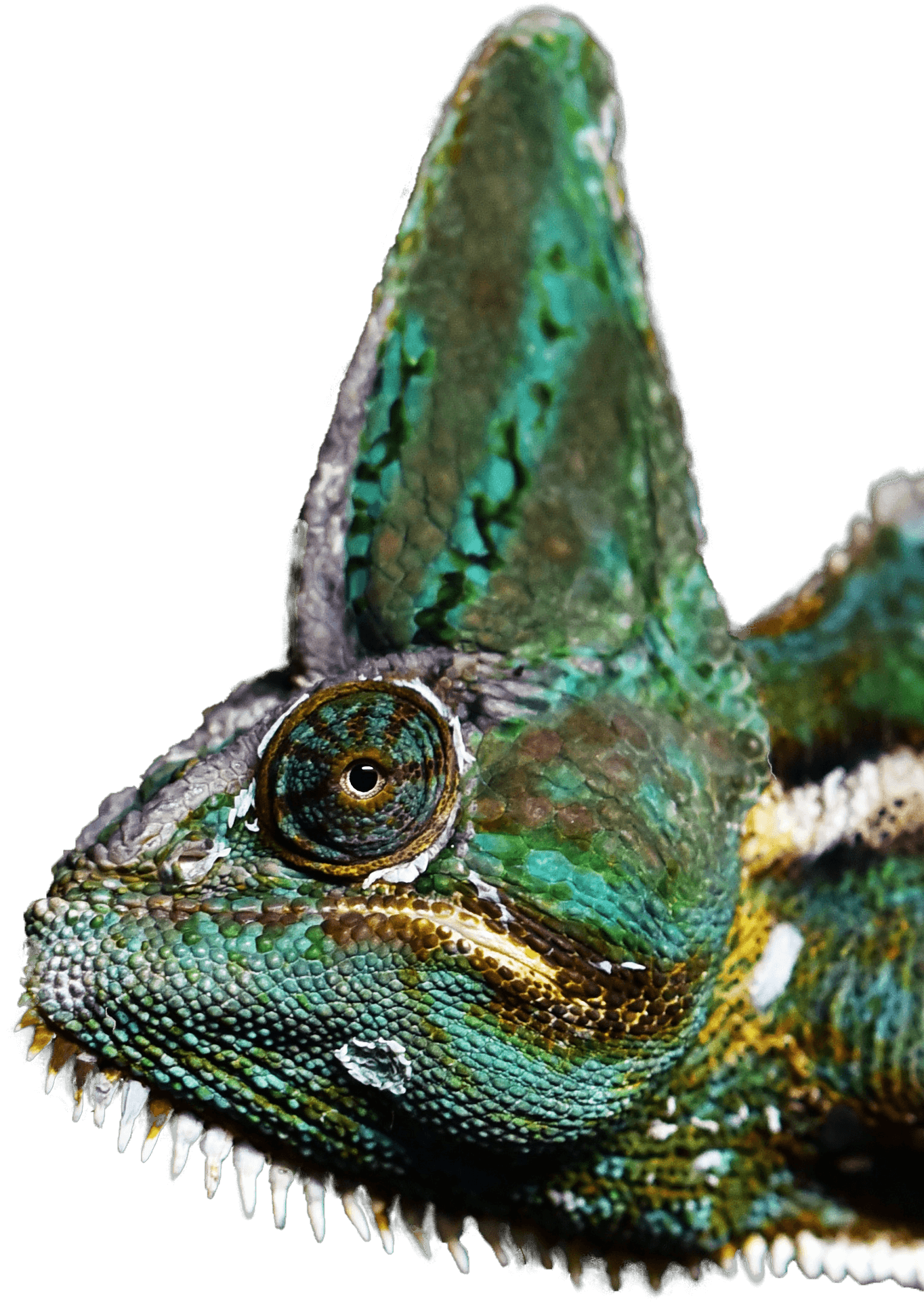 Veiled Chameleon Closeup.png PNG Image