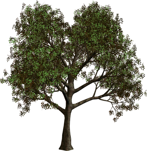 Verdant_ Tree_ Against_ Sky PNG Image