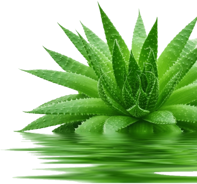 Vibrant Aloe Vera Plant Reflection PNG Image