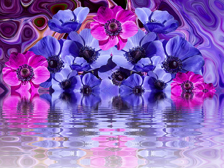 Vibrant Anemones Reflection PNG Image