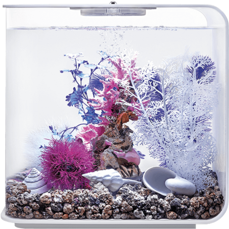 Vibrant Aquarium Coral Display PNG Image