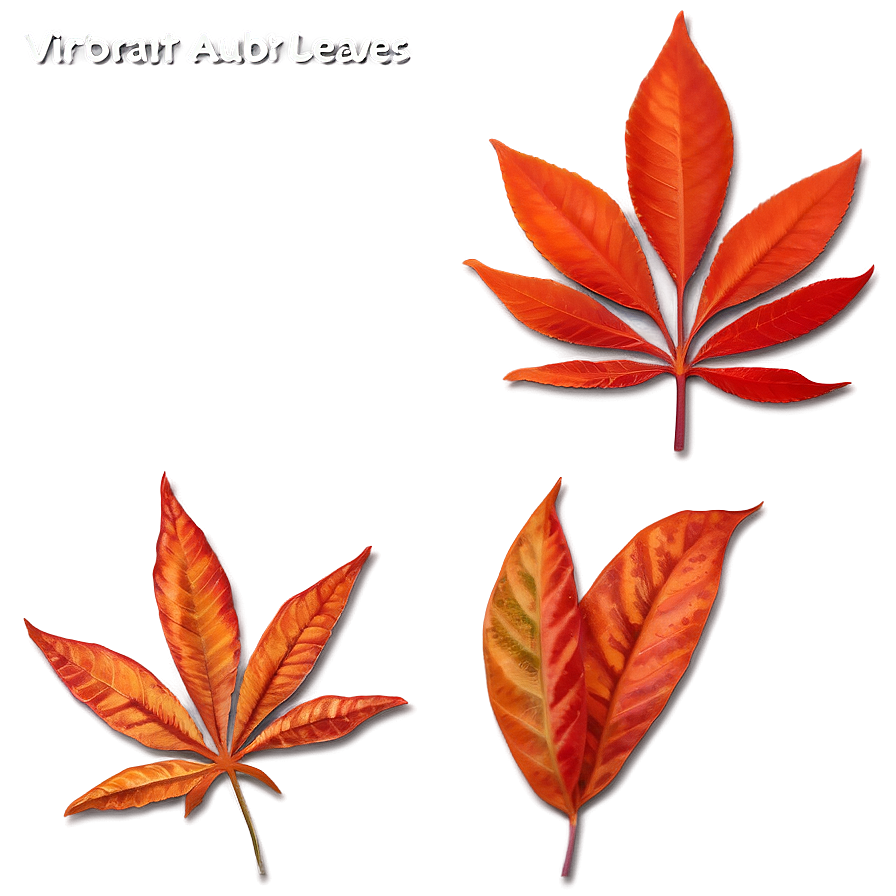 Vibrant Auburn Leaves Png Bvn PNG Image