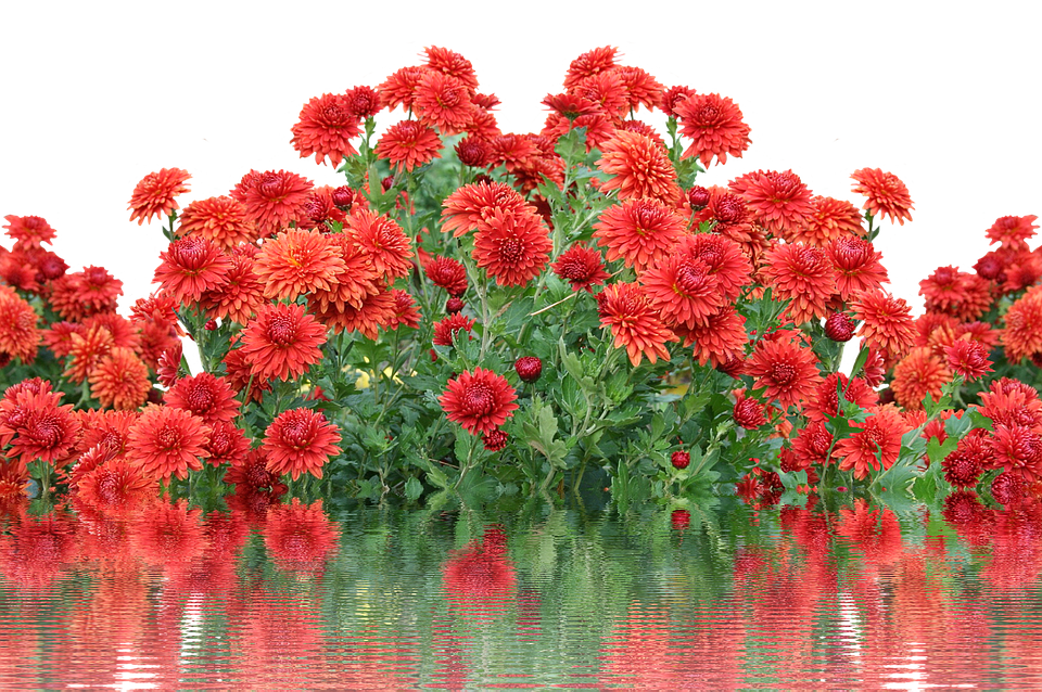 Vibrant_ Autumn_ Chrysanthemums_ Reflection PNG Image