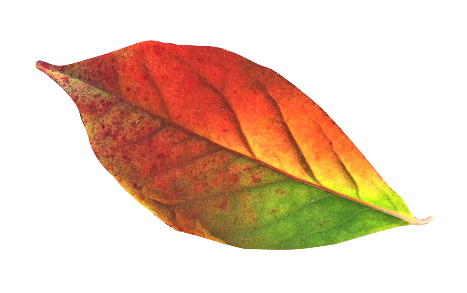 Vibrant Autumn Leaf.png PNG Image