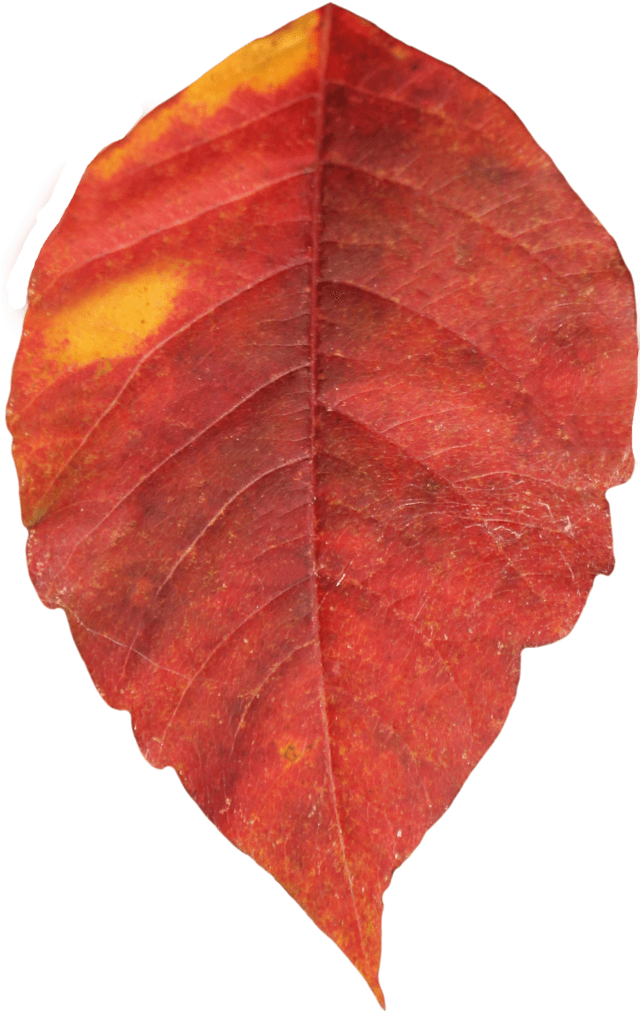 Vibrant Autumn Leaf Texture PNG Image