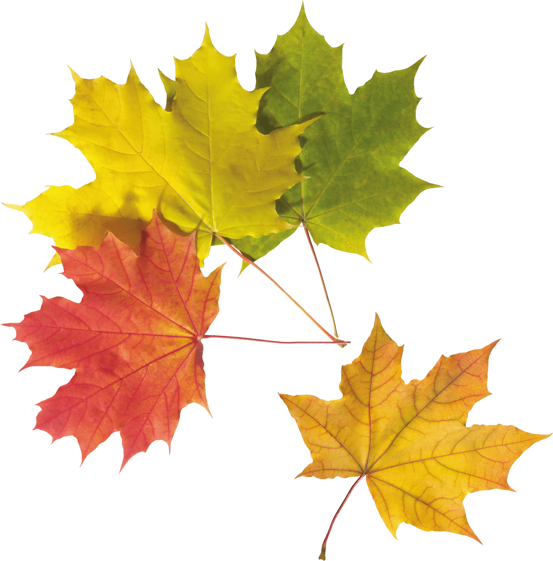 Vibrant Autumn Leaves Collection PNG Image