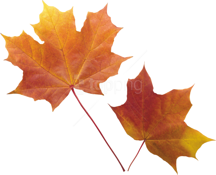 Vibrant Autumn Leaves.png PNG Image