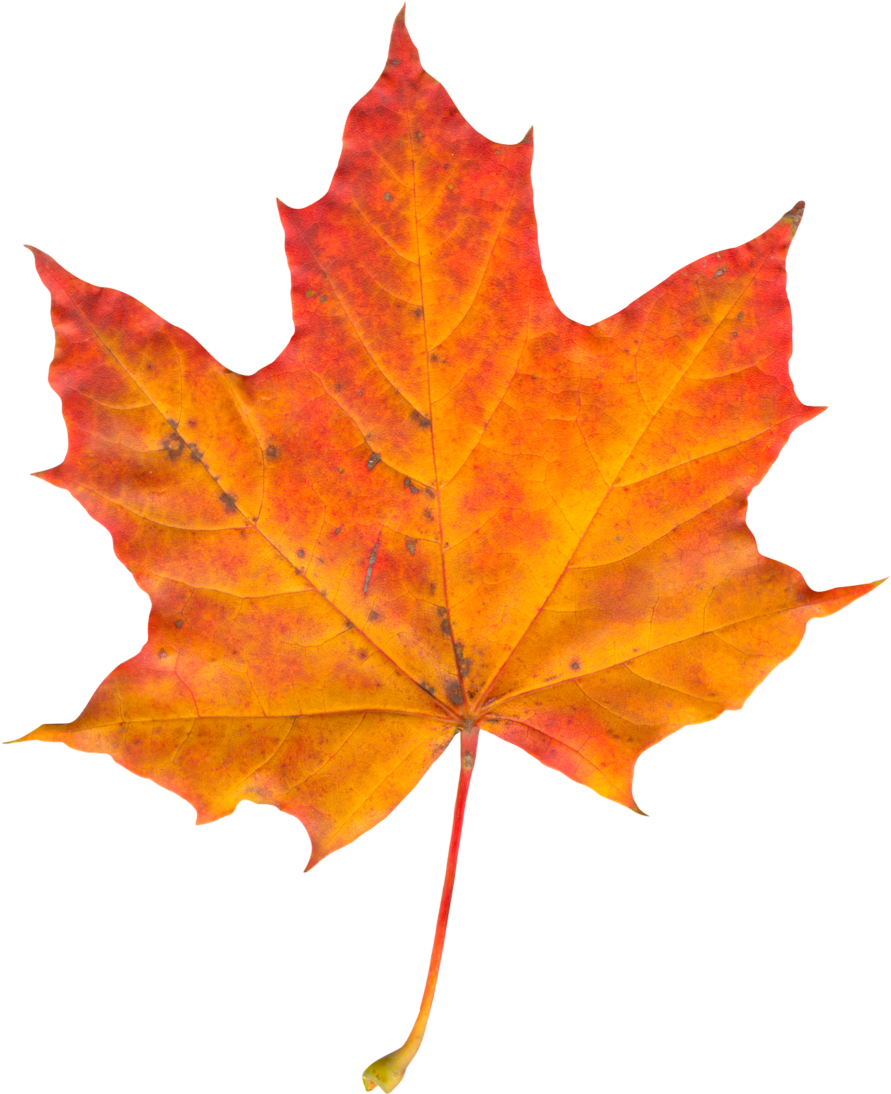 Vibrant Autumn Maple Leaf PNG Image