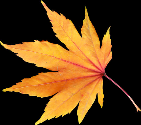 Vibrant Autumn Maple Leaf PNG Image