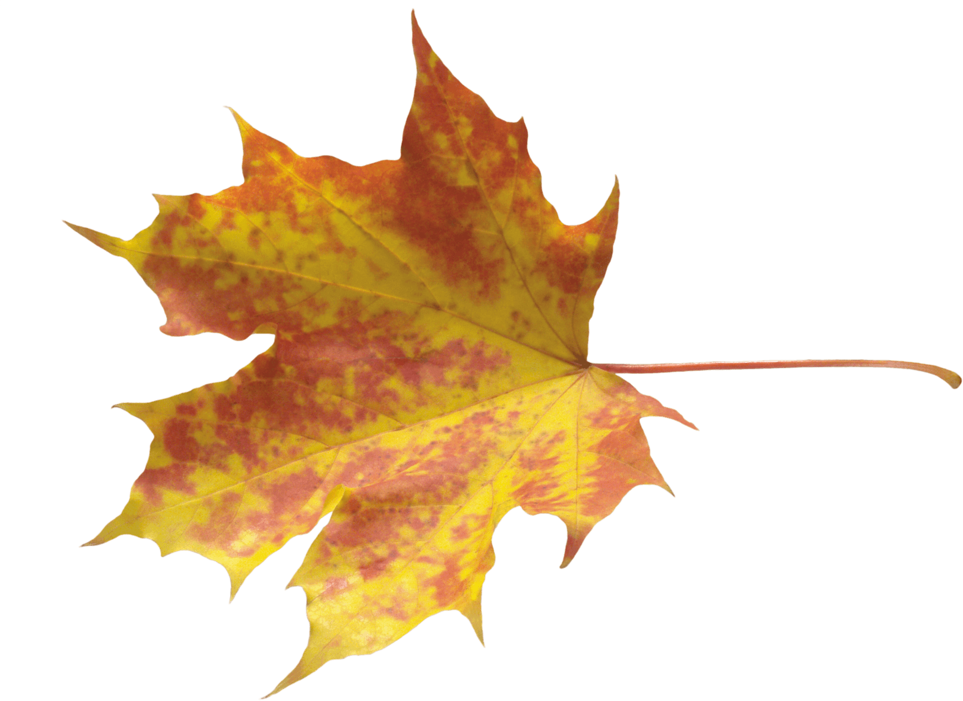 Vibrant Autumn Maple Leaf.png PNG Image