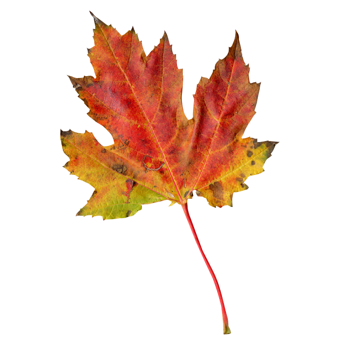 Vibrant Autumn Maple Leaf PNG Image