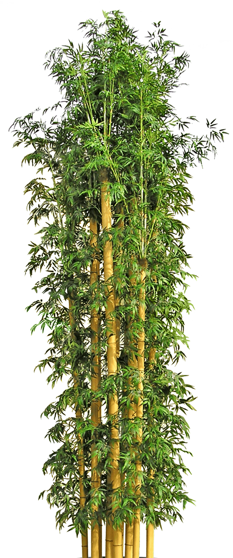 Vibrant Bamboo Grove.png PNG Image