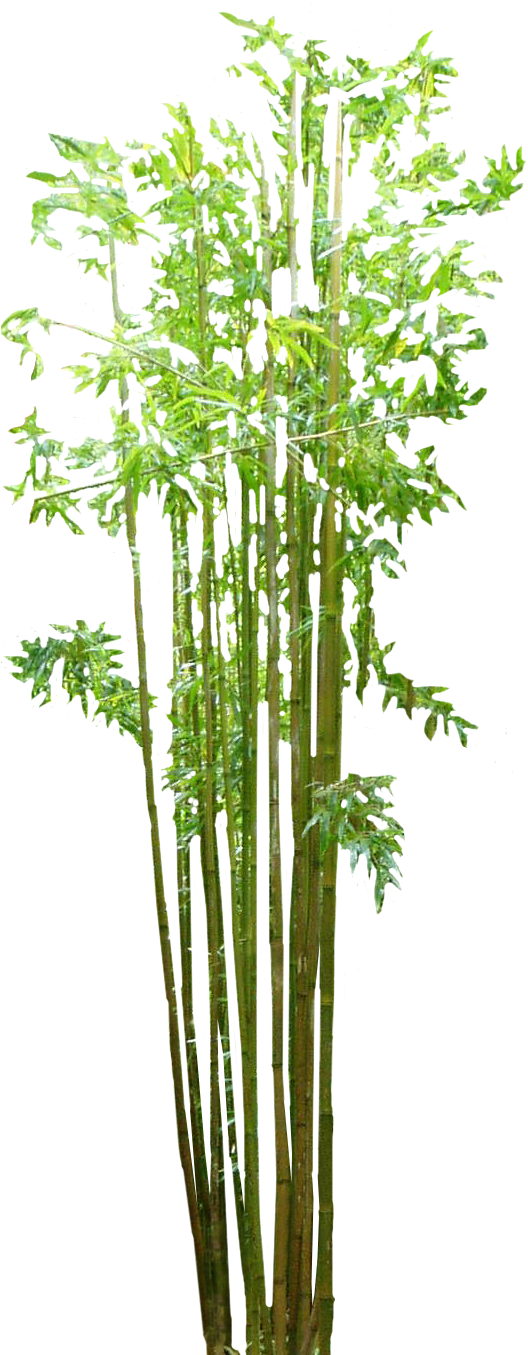 Vibrant Bamboo Grove.png PNG Image