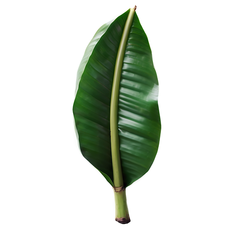 Vibrant Banana Leaf Png Ycr PNG Image