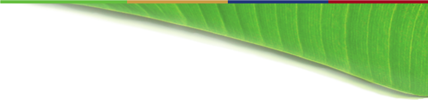 Vibrant Banana Leaf Texture PNG Image