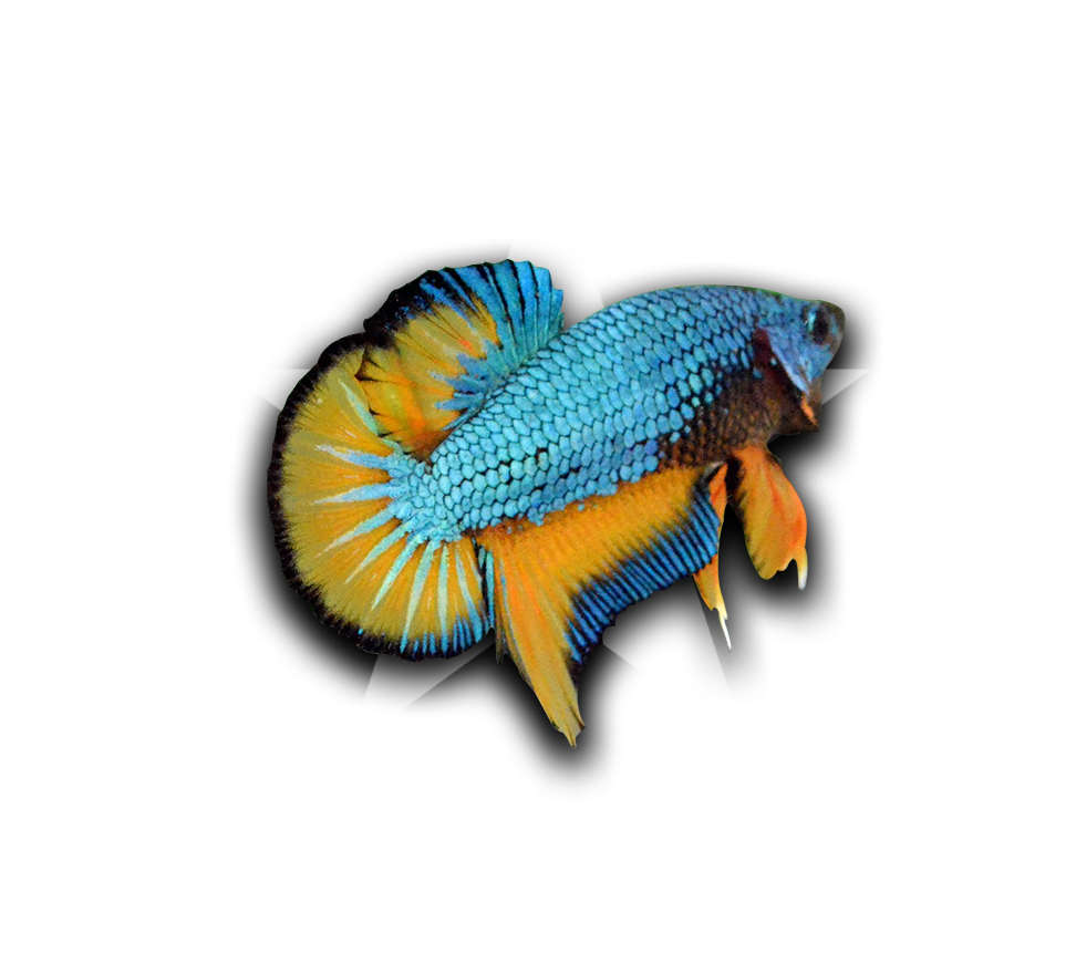 Vibrant Betta Fish Collector Graphic PNG Image