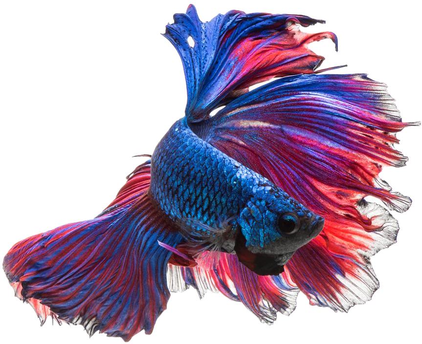 Vibrant Betta Fish Display PNG Image