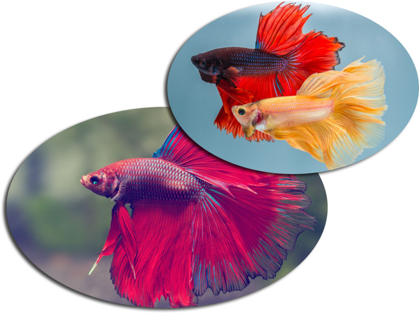 Vibrant Betta Fish Duo PNG Image