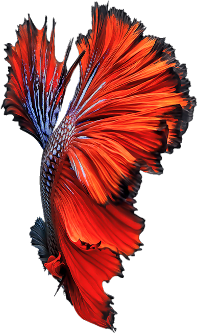 Vibrant Betta Fish Swimming PNG Image