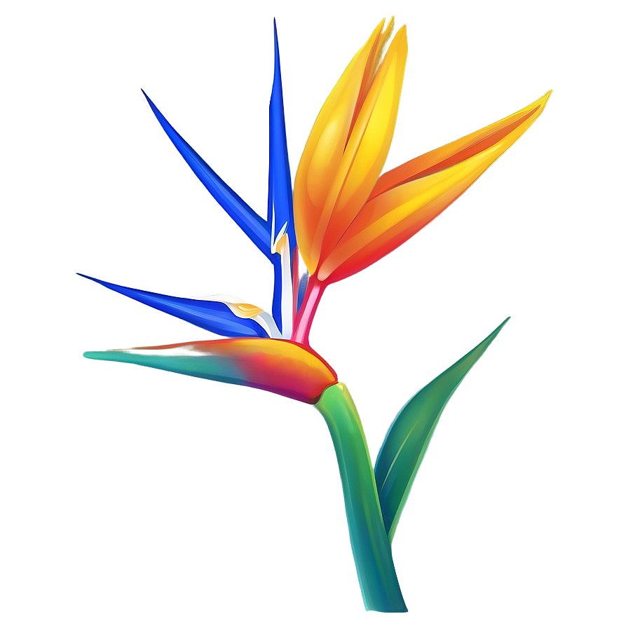 Vibrant Bird Of Paradise Illustration Png 06212024 PNG Image