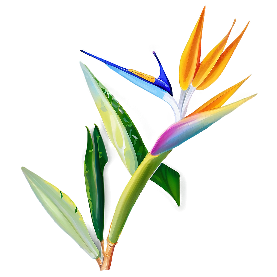 Vibrant Bird Of Paradise Illustration Png 76 PNG Image