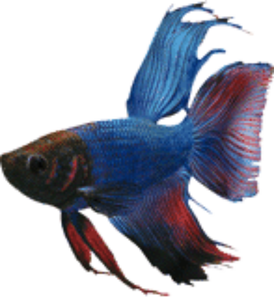 Vibrant_ Blue_ Betta_ Fish.png PNG Image