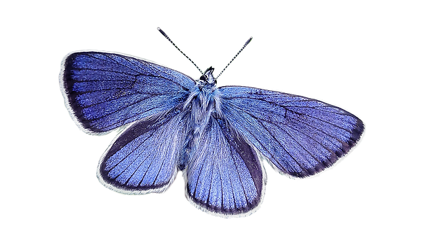 Vibrant_ Blue_ Butterfly_ Black_ Background.jpg PNG Image