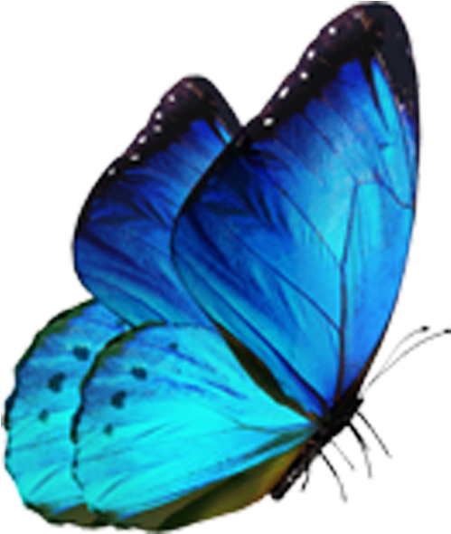 Vibrant Blue Butterfly Isolated PNG Image