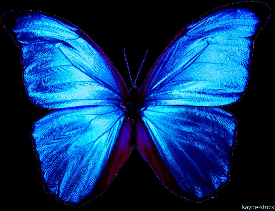 Vibrant Blue Butterflyon Black Background PNG Image