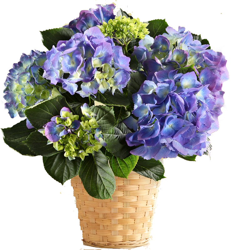 Vibrant Blue Hydrangea Basket PNG Image